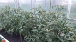 ТОМАТ "МЕДВЕЖЬЯ КРОВЬ"/ОТ РАССАДЫ ДО ПЛОДОВ/НА УРАЛЕ