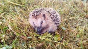 А вы задумывались, зачем ежику иголки?