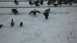 на реке Воронка