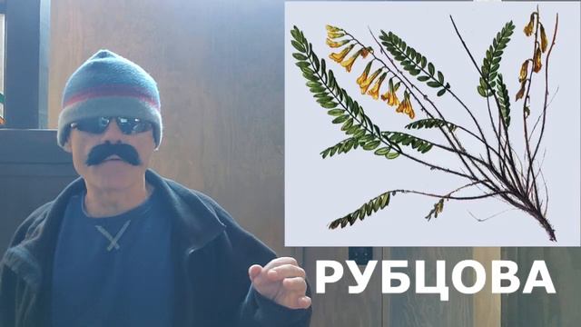 Астрагал (Astragalus)