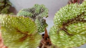 Природные бегонии. Часть 1.