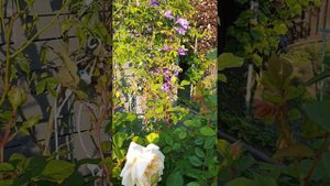 Папоротники и розы.