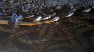 Водяной уж (Natrix tessellata) - Dice snake