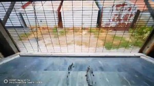 ГОЛУБИ АРМЯНСКИЕ И ИРАНСКИЕ БЕЛОХВОСТЫЕ. ПРОДАЮТСЯ; 89875701616. АРТУР.