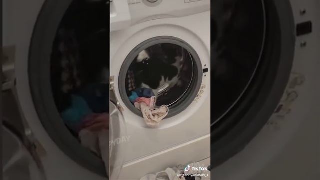Домашние животные. ржачные приколы посмотрите. смех до слез. 23 часть
