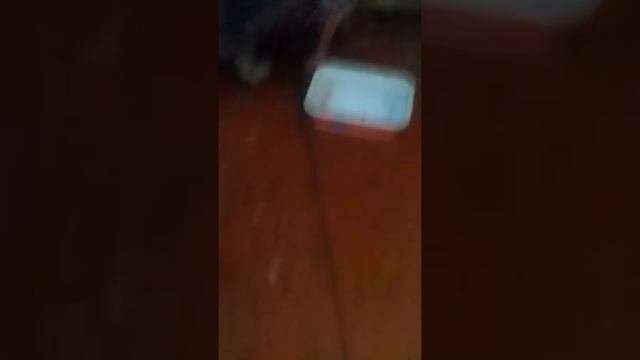 Шотландская вислоухая проявляет агрессию