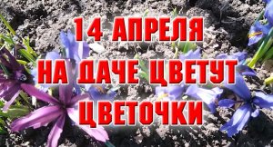 14 апреля. На даче. Цветочки цветут.mp4