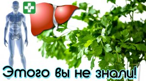 Вся правда о пользе петрушки. Польза петрушки для организма