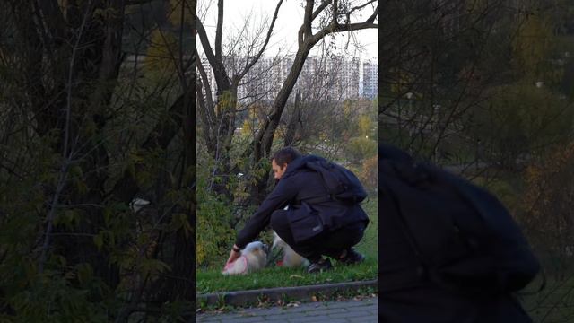 КАК ПРИУЧИТЬ ЩЕНКА К ТУАЛЕТУ НА УЛИЦЕ смотреть онлайн