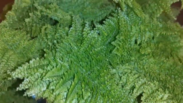 Нефролепис Даффи - пополнение коллекции папоротников) смотреть онлайн