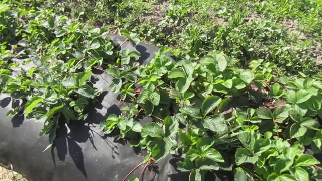 Теплица в августе//собираю зеленые томаты//обрезка клубники// смотреть онлайн