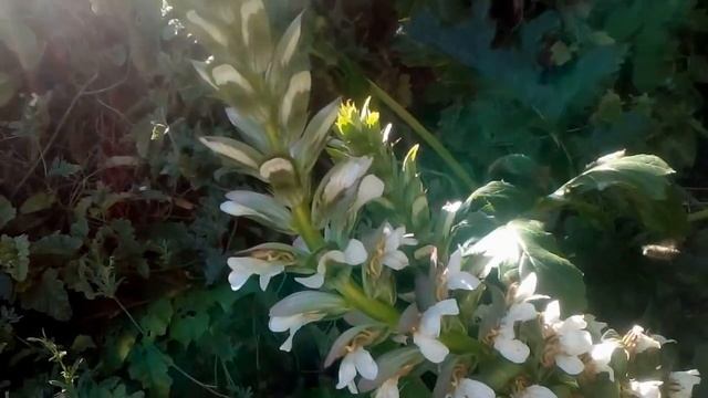planta de acanthus mollis смотреть онлайн