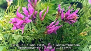 Трава астрагал