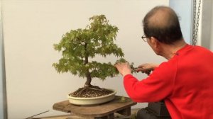 Shaping A Maple Bonsai