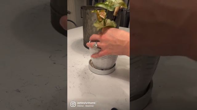 Goosefoot plant aka Syngonium podophyllum #houseplants #plants #repotting #waterpropagation смотреть онлайн