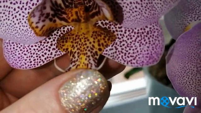 #Две Орхидеи-Манхэттен и РозовыйДракон#Найдем отличия#???21.06.21 смотреть онлайн