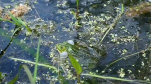 Лягушки, осеннее видео 2019г