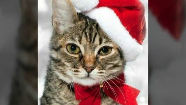 1 декабря 2016 г. смотреть онлайн