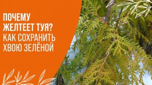 ПОЧЕМУ ЖЕЛТЕЕТ ТУЯ? \ КАК СОХРАНИТЬ ХВОЮ ЗЕЛЕНОЙ