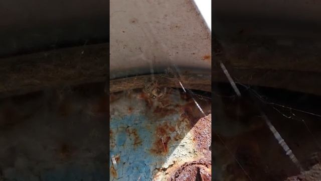 Паук скакун ловит и ест другого паука смотреть онлайн