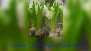 Гиацинт Carnegie (Гиацинт Карнеги)