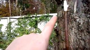 Анализ летней прививки, зелёным черенком.