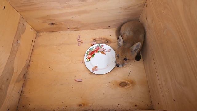 СПАСЕНИЕ ЛИСЕНКА \ СТРОИМ КОНУРУ ДЛЯ ЛИСЕНКА смотреть онлайн