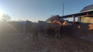Укрощение Дикаря.| Taming a wild horse.