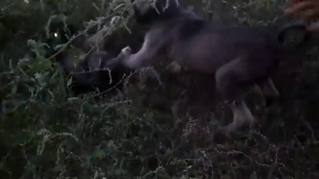 Кумаи тазы смотреть онлайн