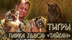Тигры парка львов "Тайган" воспитанные Олегом Зубковым