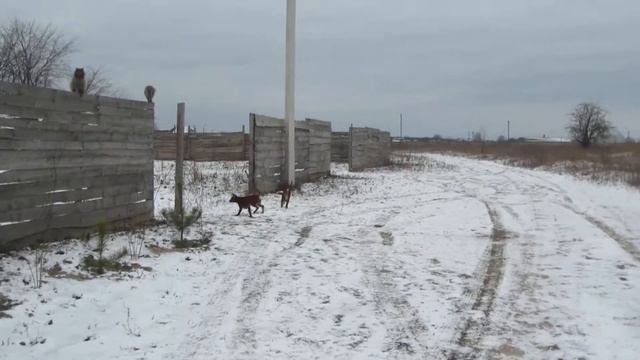 Тайский Риджбек: Зимние игры детворы !!!