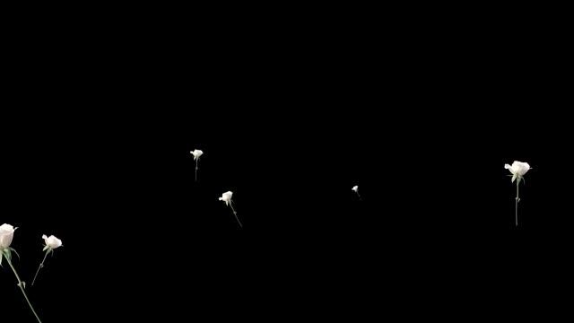 Футажи для видеомонтажа фон "Розы" смотреть онлайн