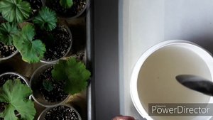 Пеларгония. СРОЧНАЯ подкормка черенков для усиления роста корневой системы.