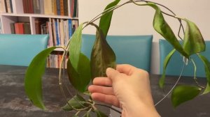 Хойя Маргинаита( Hoya Marginata)