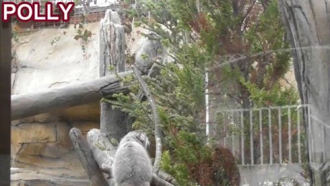 マヌルネコ夫婦ボル&ポリーの「てっぺん物語」competition for the top