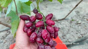 Виноград Талдун Гречко М. А.