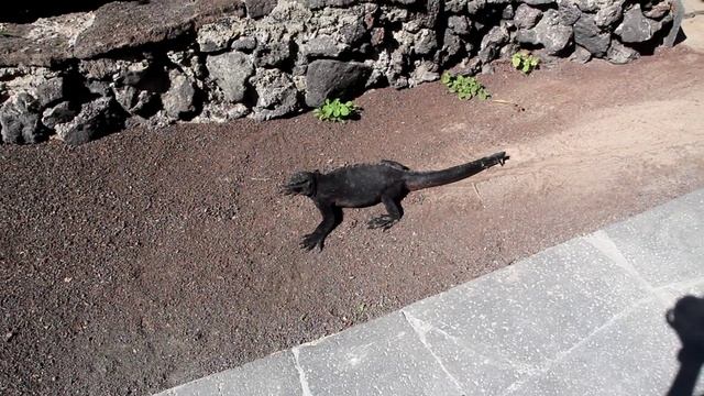 Морские игуаны на Изабелле смотреть онлайн