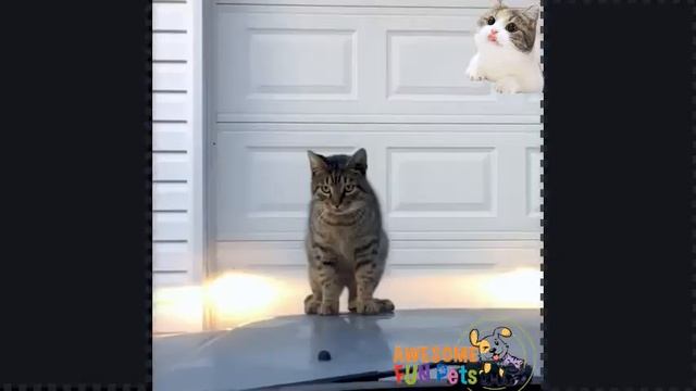 Funny Cats Jumping Fails Compilation | Cat Jumping Fails 2021 | Fun with Pets Tv смотреть онлайн