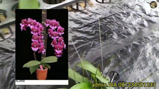 ANGGREK BULAN KOLEKSIAN,.👸SPIKE DOBLE, PLANT SEHAT смотреть онлайн