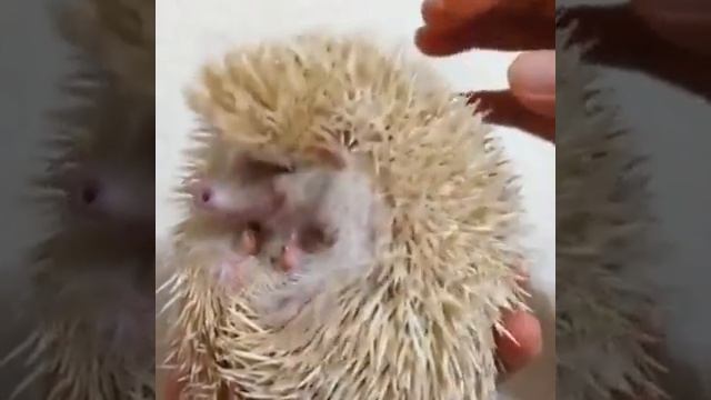 Вот как правильно гладить ежа!))) смотреть онлайн