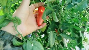 Томат Корнабель f1