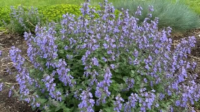 Nepeta 'Cat's Meow' | Garden Crossings смотреть онлайн