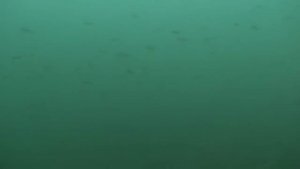 Синявинское озеро