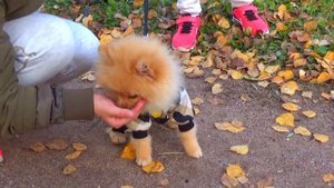 Первый раз идем гулять  со своей собачкой. Маленький шпиц. 4 месяца Первая прогулка