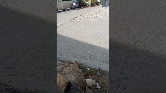 Собака Альфа  живая.После получения травмы,она теперь хромает.#спасение_и_помощь .