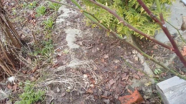 Розы.Мои потери и печали.Итоги зимовки. смотреть онлайн