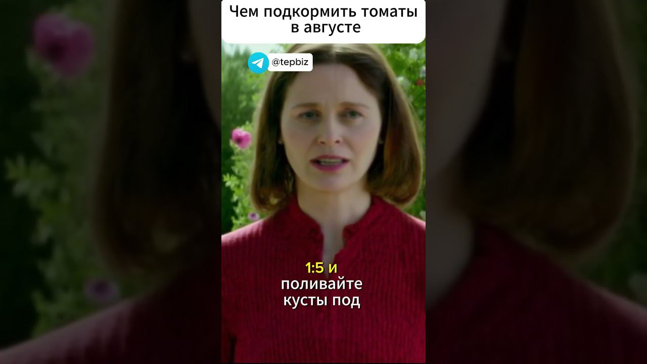 Чем подкормить томаты в августе! #дача #огород #овощи #помидоры #сад