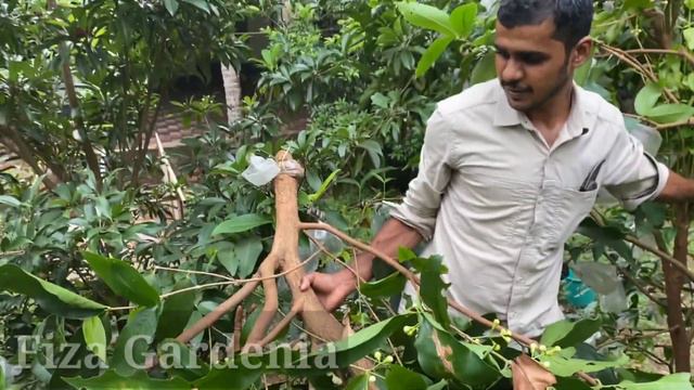 Very huge Fruit Plant Propagation ... Air Layering смотреть онлайн
