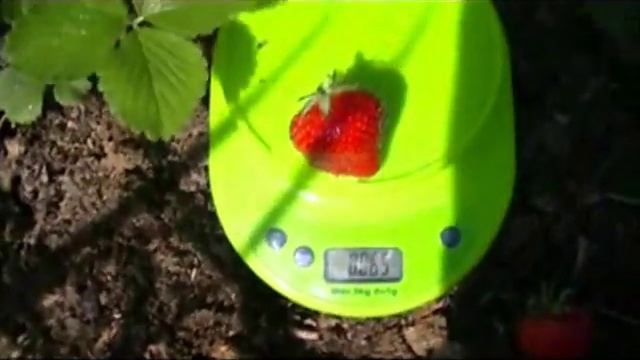 сорт Королева Елизавета2