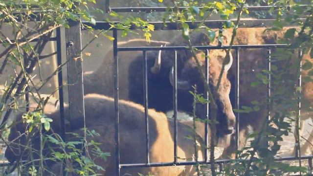 Animals of Kharkiv national zoo | Харьковский национальный зоопарк смотреть онлайн